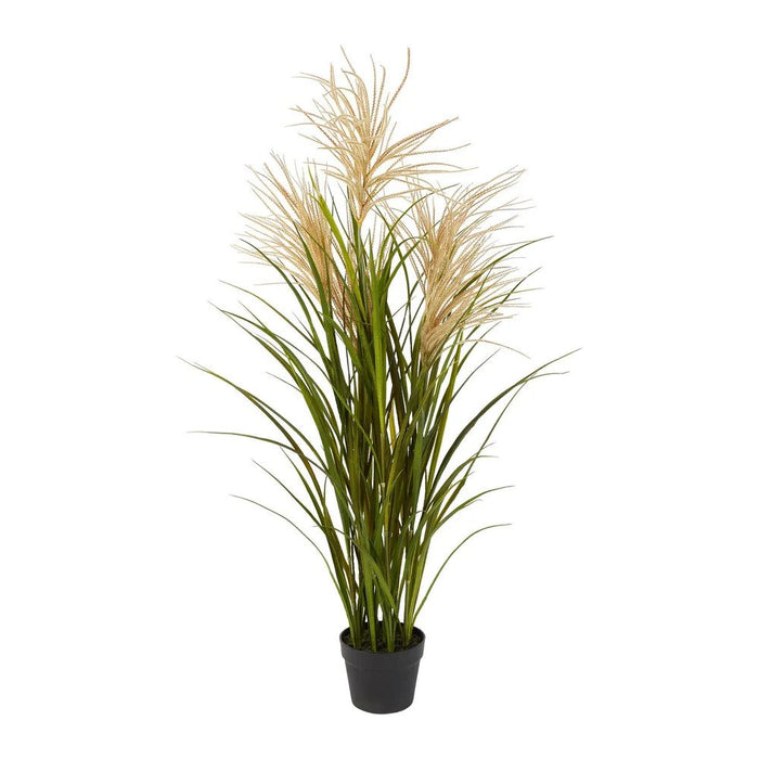 Pampas Grasses in Black Pot Pack of 2