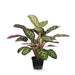 Peacock Plant Green Purple 48cm Pack of 2