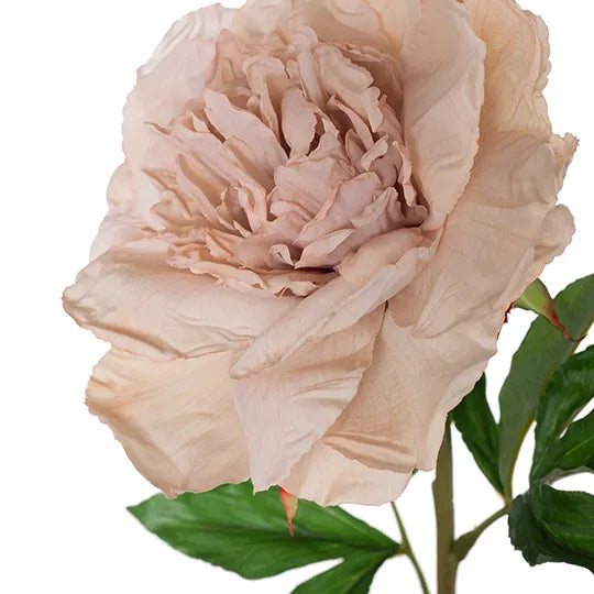 Peony Stem 63cm Dusty Pink Pack of 12