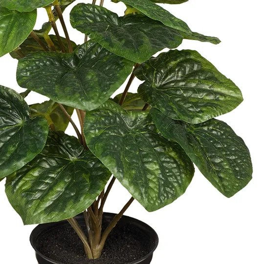 Peperomia Caperata in Pot Green 26cm Pack of 6