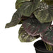 Peperomia Caperata in Pot Olive Green 26cm Pack of 6