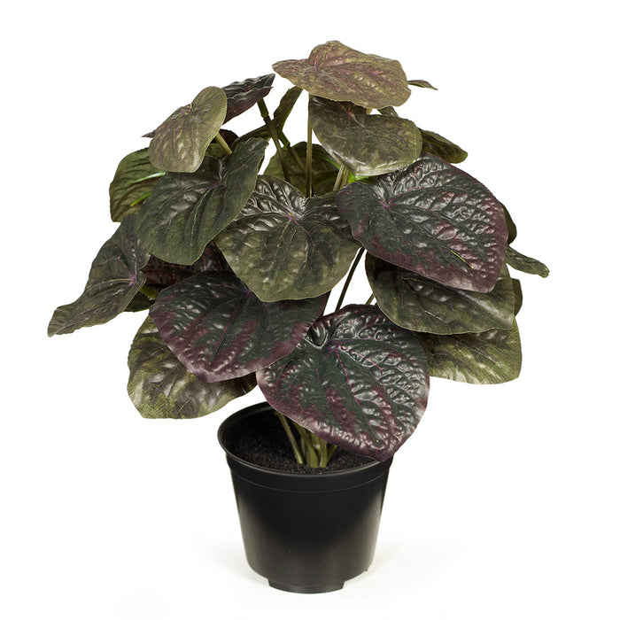 Peperomia Caperata in Pot Olive Green 26cm Pack of 6