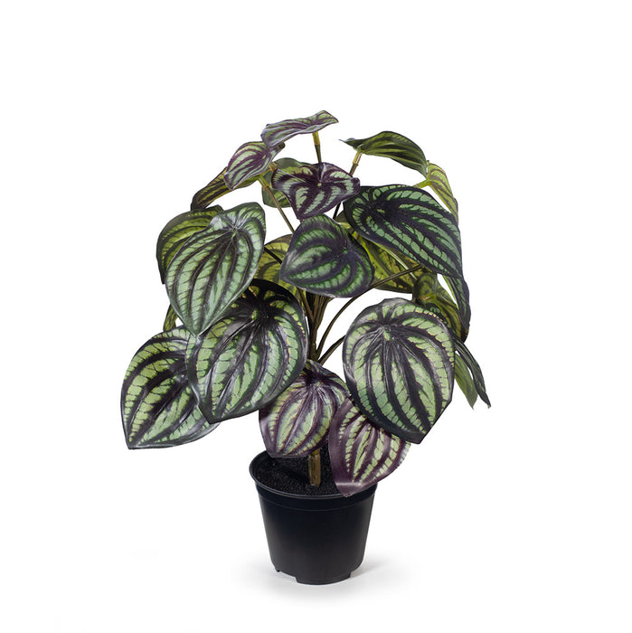Peperomia Watermelon in Pot Dark Green 32cm Pack of 6