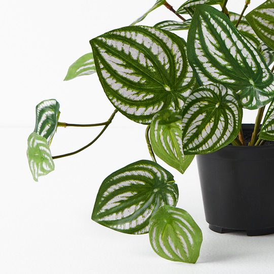Peperomia in Pot Green 19cm Pack of 6
