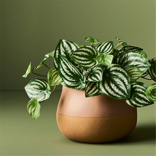 Peperomia in Pot Green 19cm Pack of 6