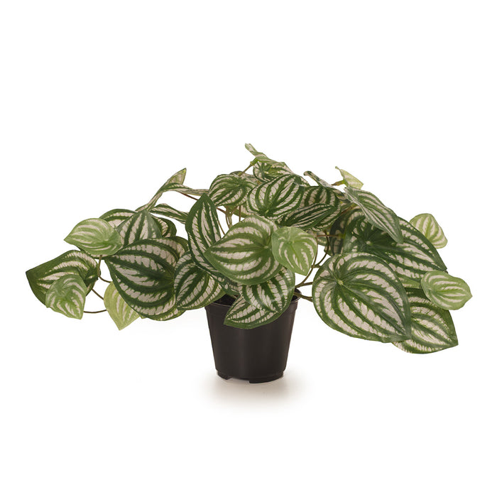 Peperomia in Pot Green 19cm Pack of 6