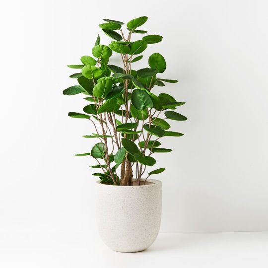 Peperomoides Plant 107cm
