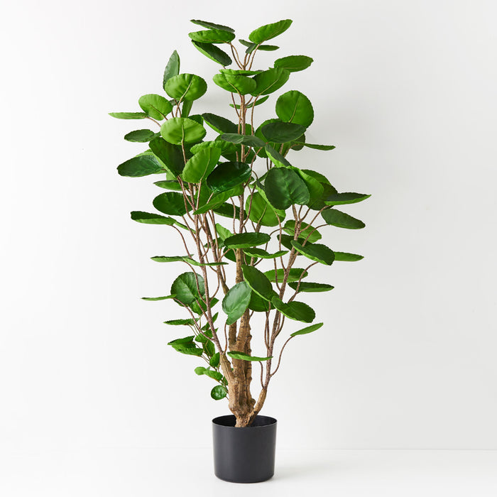 Peperomoides Plant Green 107cm