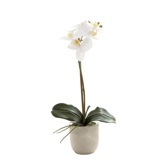 Phalaenopsis Real Touch in Clay Ivory Pot 50cm Set of 3