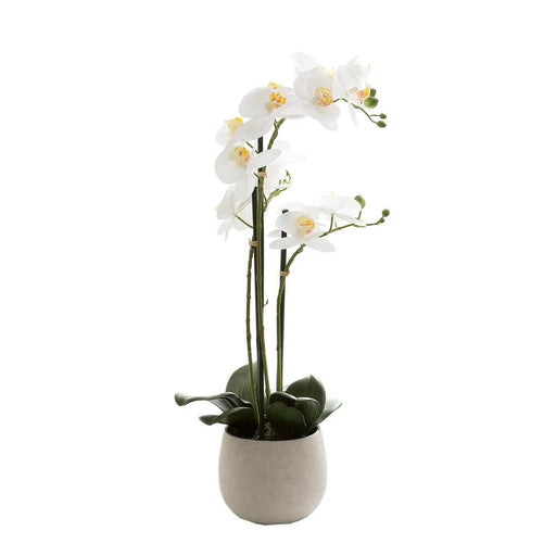 Phalaenopsis Real Touch in Clay Ivory Pot 70cm Pack of 2