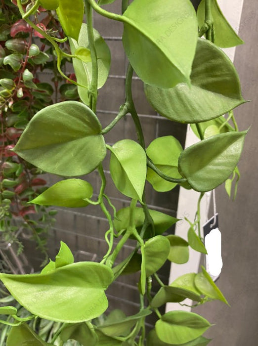 Philodendron Hanging Bush 128cm Pack of 12