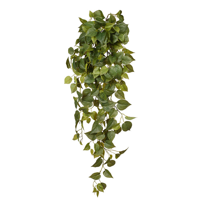 Philodendron Hanging Bush Green 114cm Pack of 6