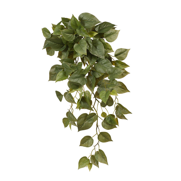 Philodendron Hanging Bush Green 66cm Pack of 6