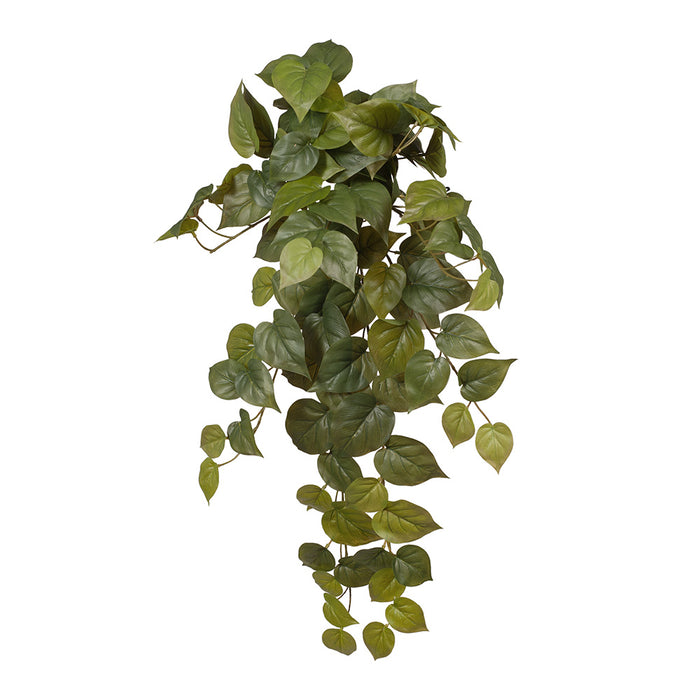 Philodendron Hanging Bush Green 69cm Pack of 6