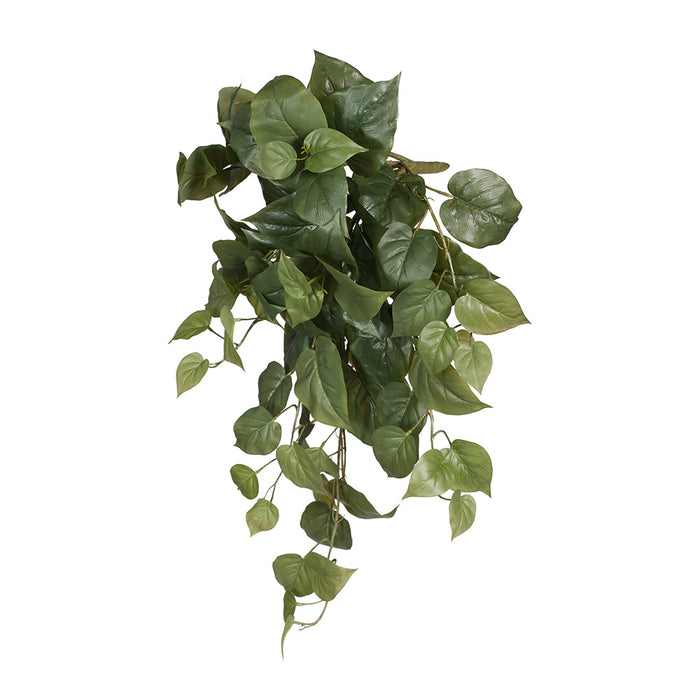 Philodendron Hanging Bush Green 75cm Pack of 6