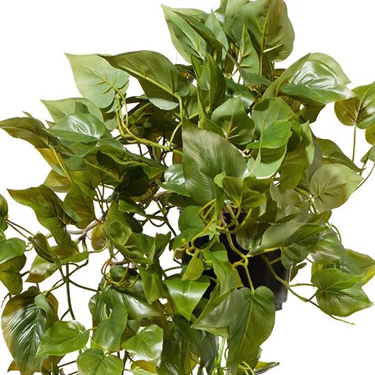 Philodendron Hanging Bush in Pot Green 110cm Pack of 2