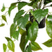 Philodendron Hanging Bush in Pot Green 72cm Pack of 2