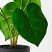 Philodendron Plant 28cm Pack of 6