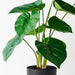 Philodendron Plant 50cm Pack of 2