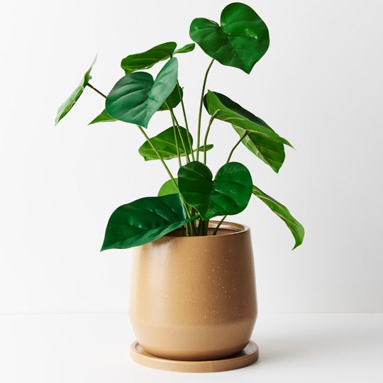 Philodendron Plant 50cm Pack of 2