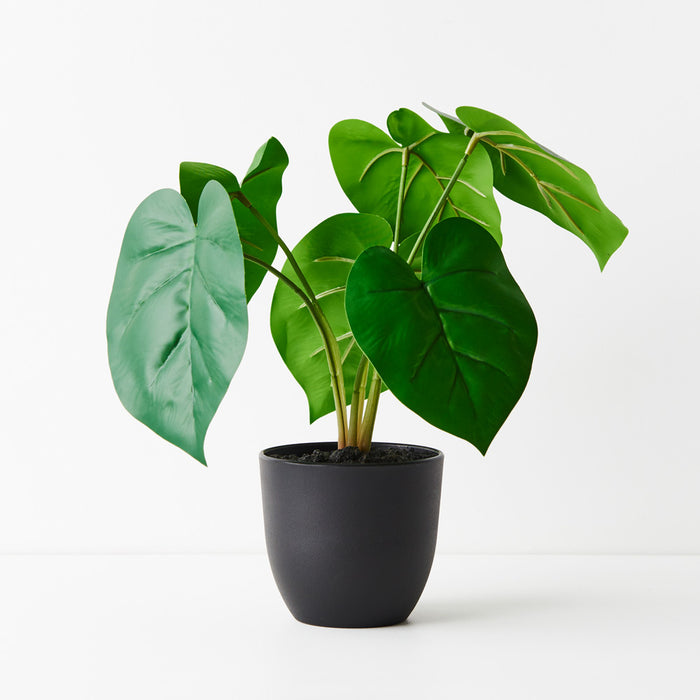 Philodendron Plant Green 28cm Pack of 6
