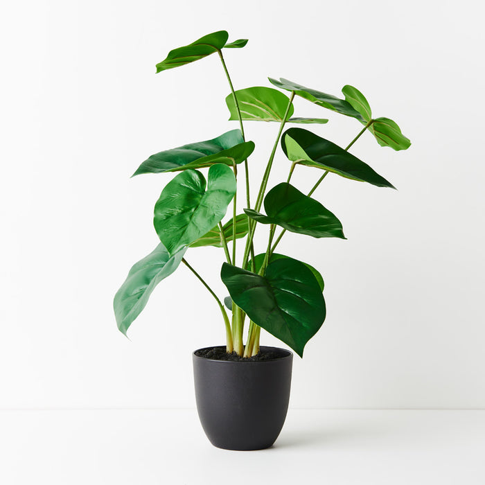 Philodendron Plant Green 50cm Pack of 2