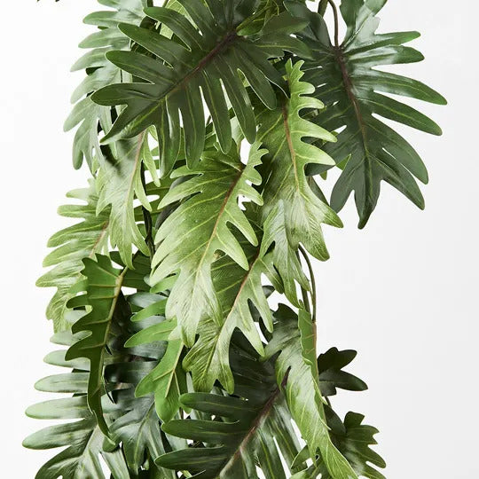 Philodendron Selloum Hanging Bush Green 86cm Pack of 6