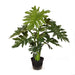Philodendron Selloum Plant Green 56cm Pack of 2