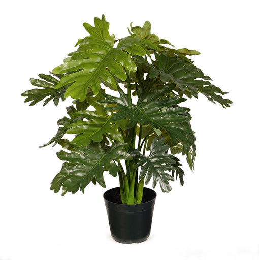 Philodendron Selloum Plant Green 66cm Pack of 2
