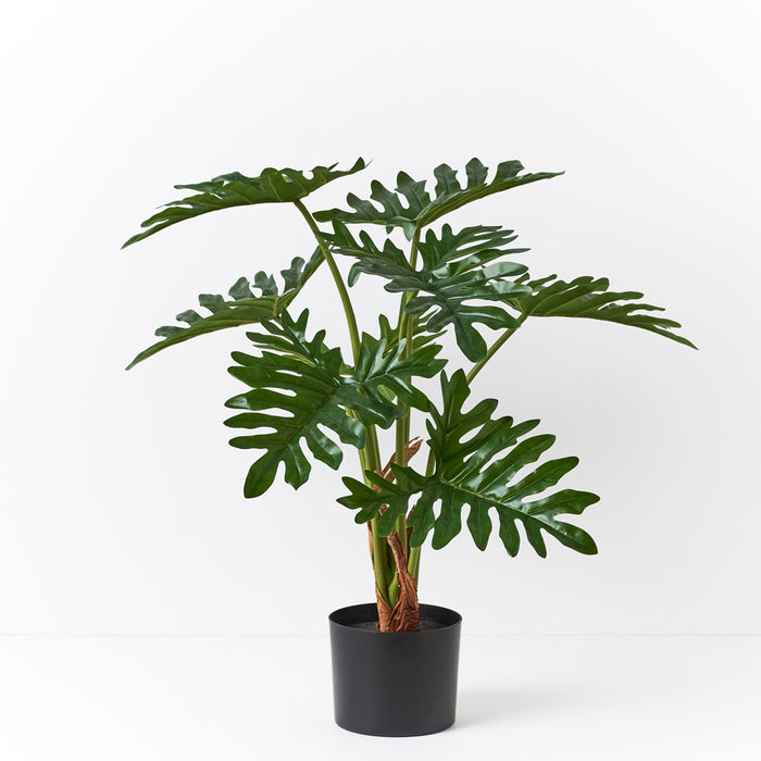 Philodendron Selloum Plant Green 75cm Pack of 2