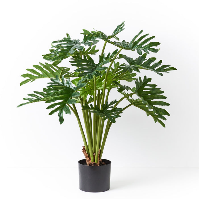 Philodendron Selloum Plant Green 80cm Pack of 2