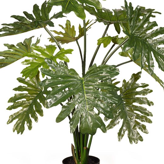 Philodendron Selloum Plant Green 94cm Pack of 2