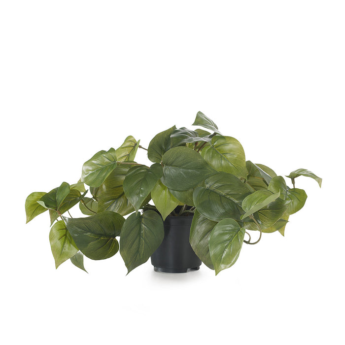 Philodendron in Pot Green 19cm Pack of 6
