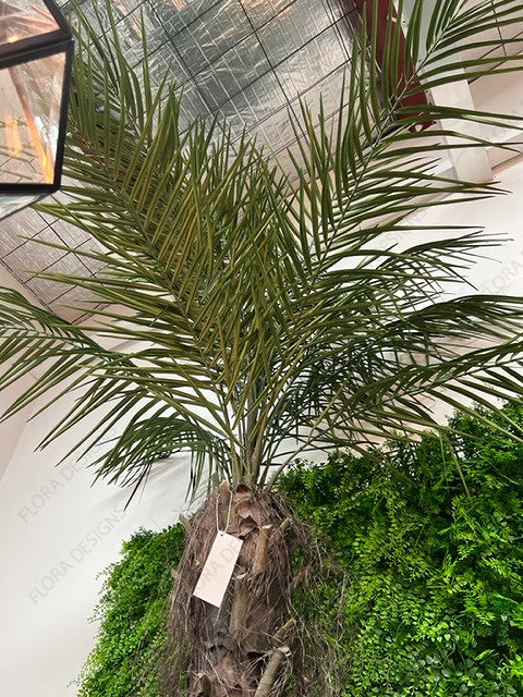 Phoenix Palm Tree 210cm