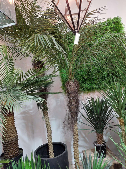 Phoenix Palm Tree 240cm