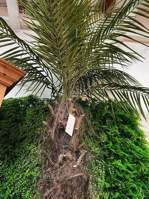 Phoenix Palm Tree 210cm