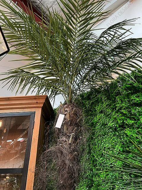 Phoenix Palm Tree 240cm