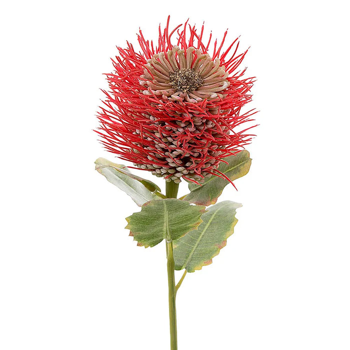 Pincushion Native Flower 60cm Red Pack of 12