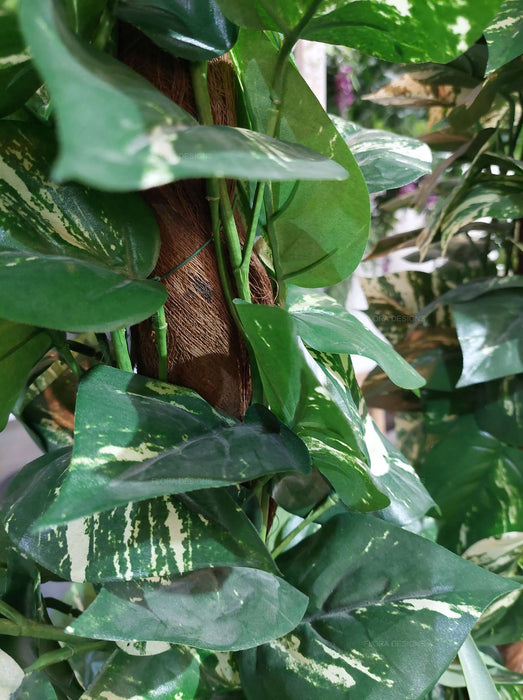 Pothos Vines Plant on Coconut Pole 90cm