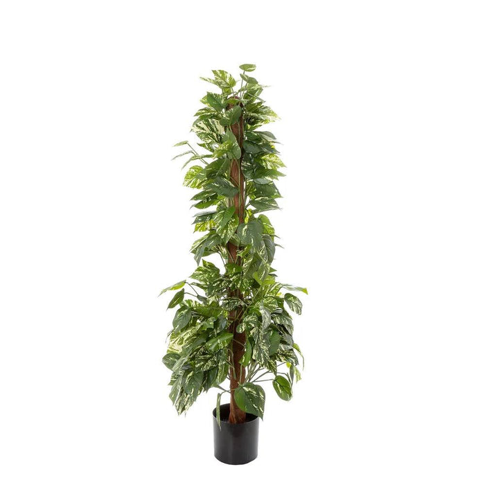 Pothos in Pot 120cm