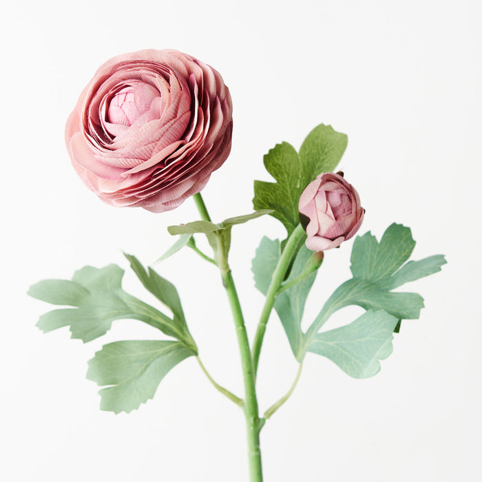 Ranunculus Spray 50cm Dusty Pink of 12