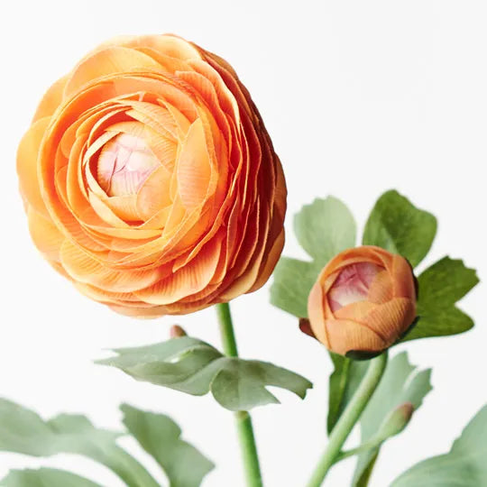 Ranunculus Spray 50cm Orange Pack of 12