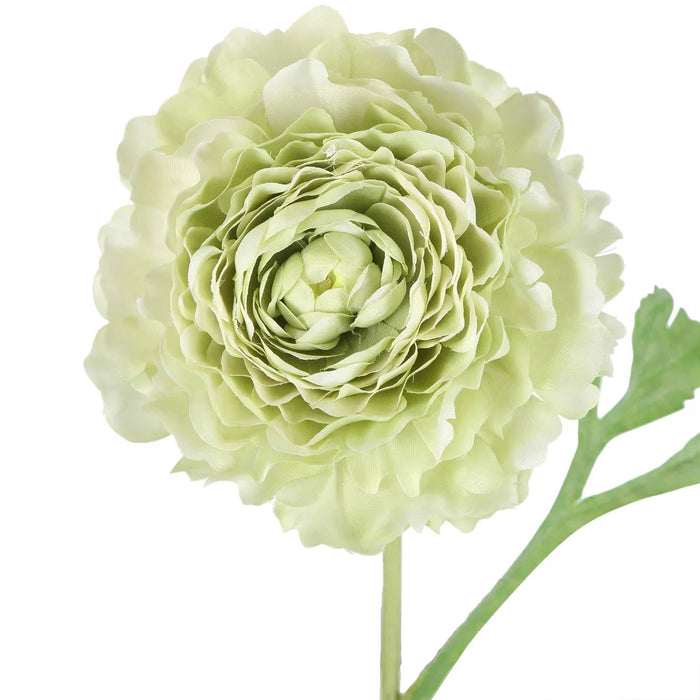 Ranunculus Stem Green 56cm Pack of 12