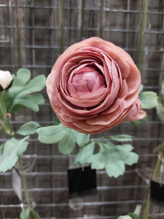 Ranunculus Spray 50cm Dusty Pink of 12