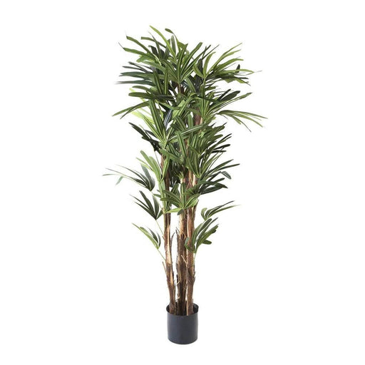 Raphis Palm Tree 150cm