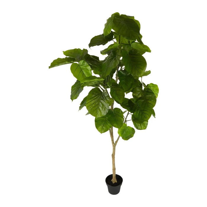 Real Touch Ficus Umbellata 200cm