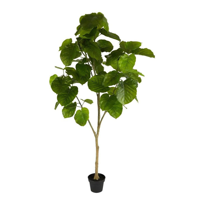 Real Touch Ficus Umbellata 200cm