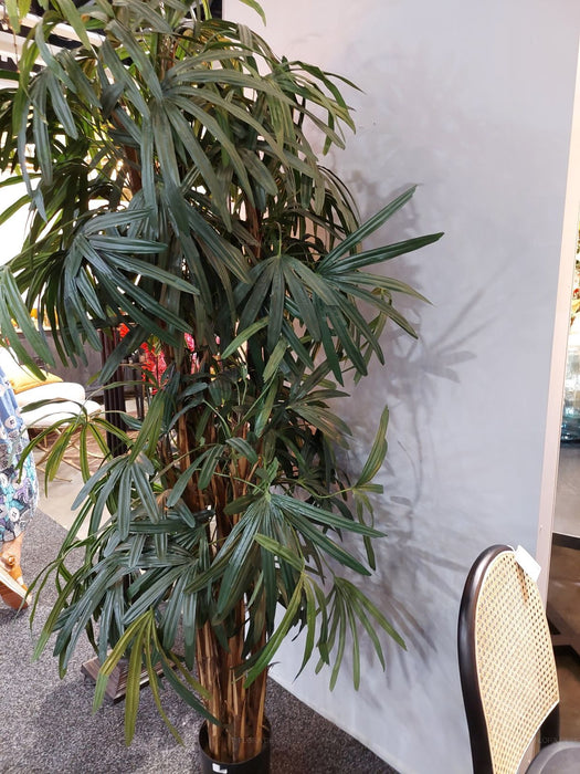 Rhapis Palm Tree Thin Leaf 200cm
