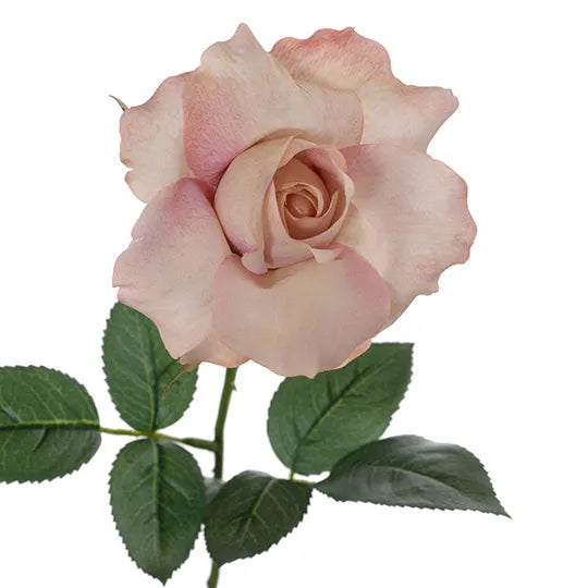 Rose Alice Stem 61cm Dusty Pink Pack of 24