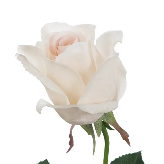 Rose Yvie 65cm Ivory White Pack of 12